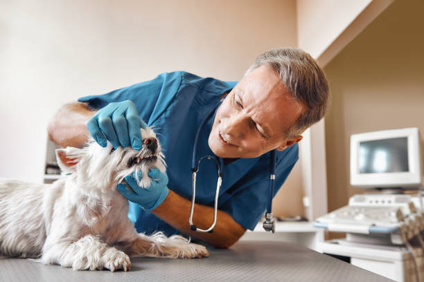 Best Weekend Emergency Dentist in West Terre Haute, IN
